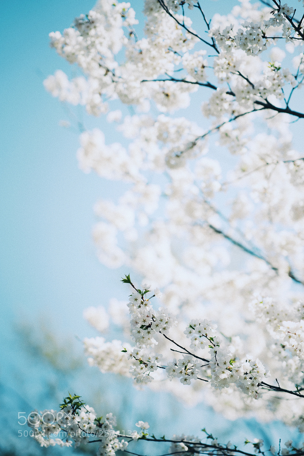 Sony a7R III sample photo. Sakura photography