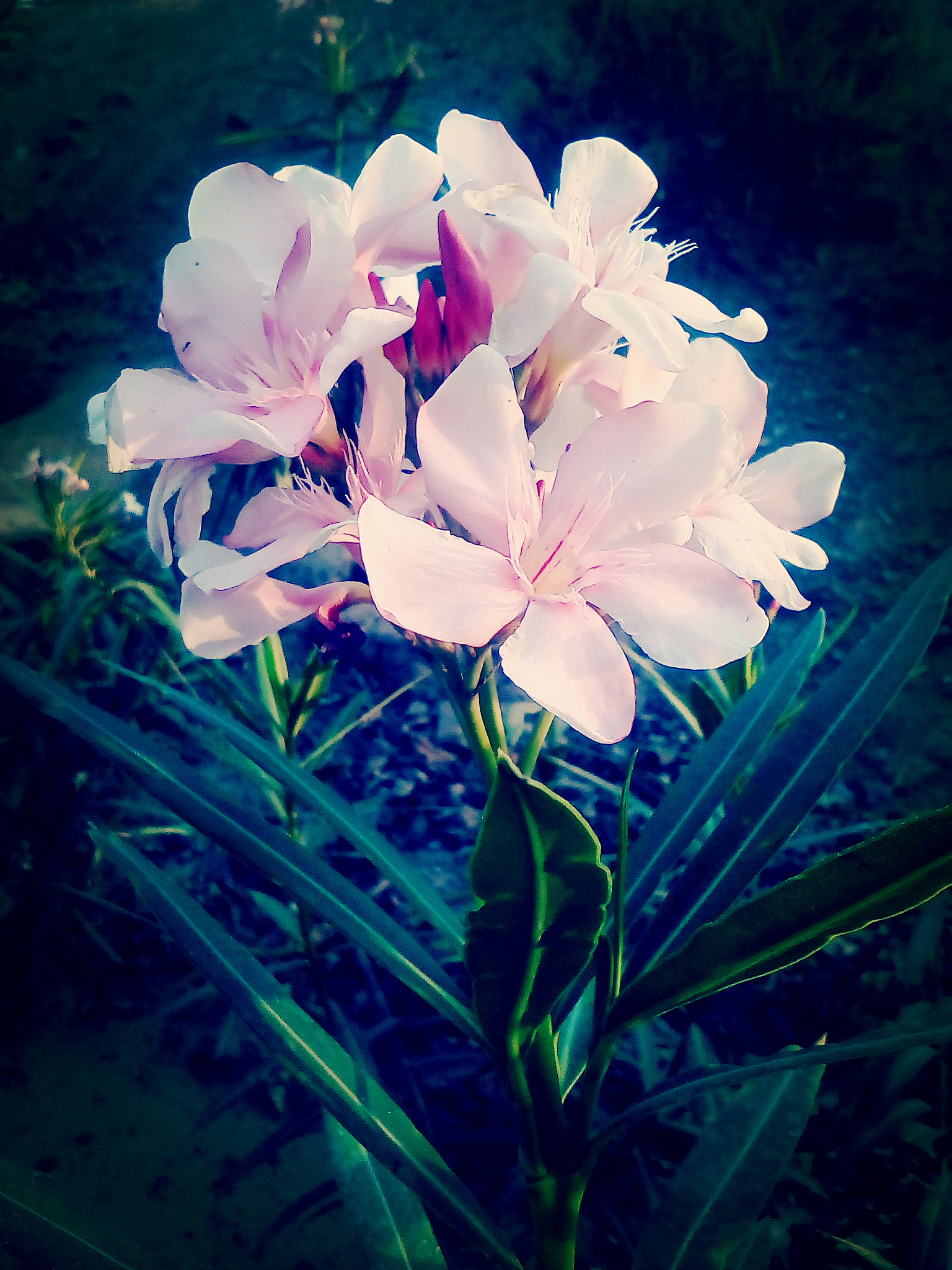 GIONEE P5 mini sample photo. Beautiful flower photography