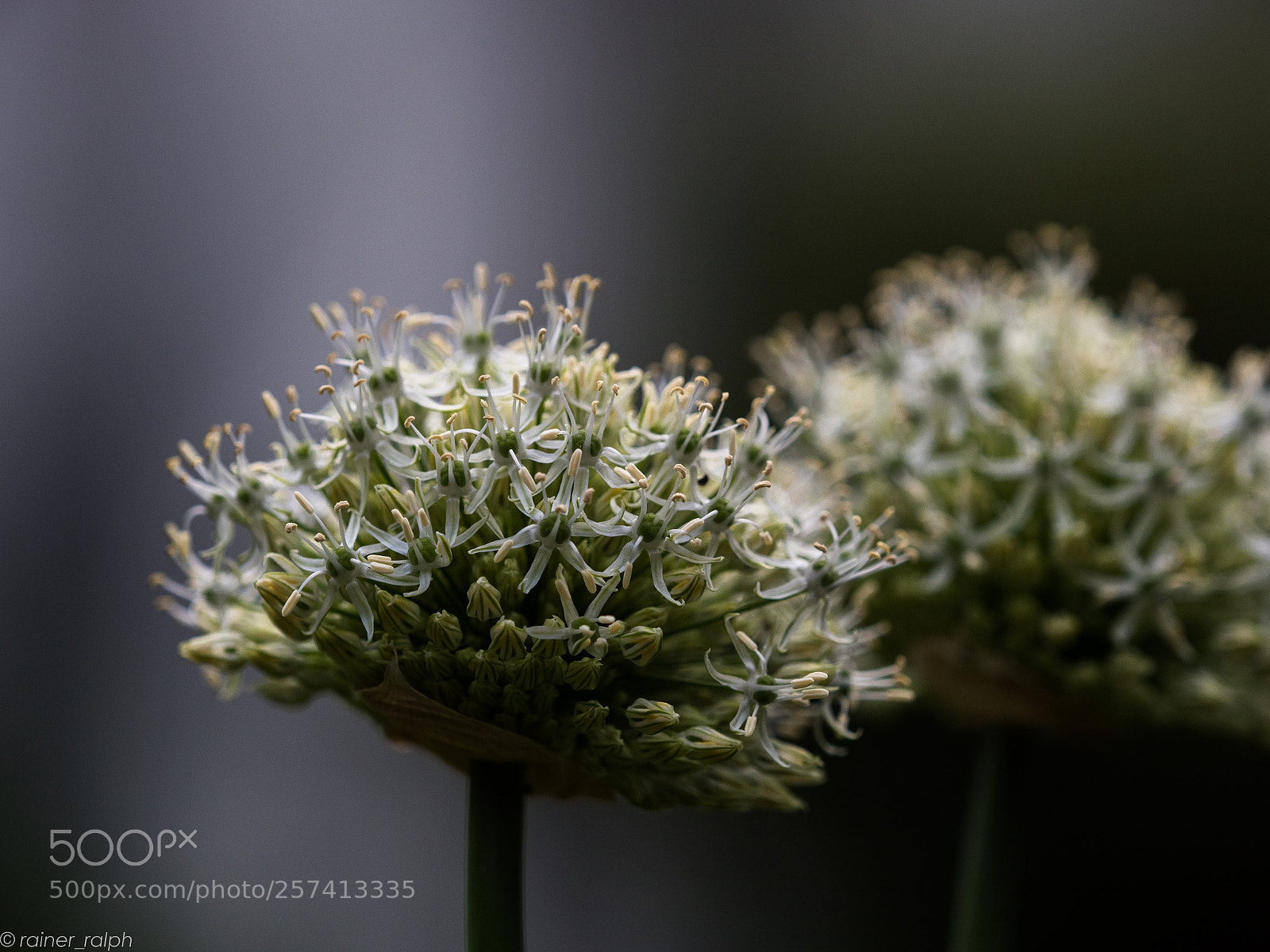 Olympus OM-D E-M1 Mark II sample photo. Leek flower photography