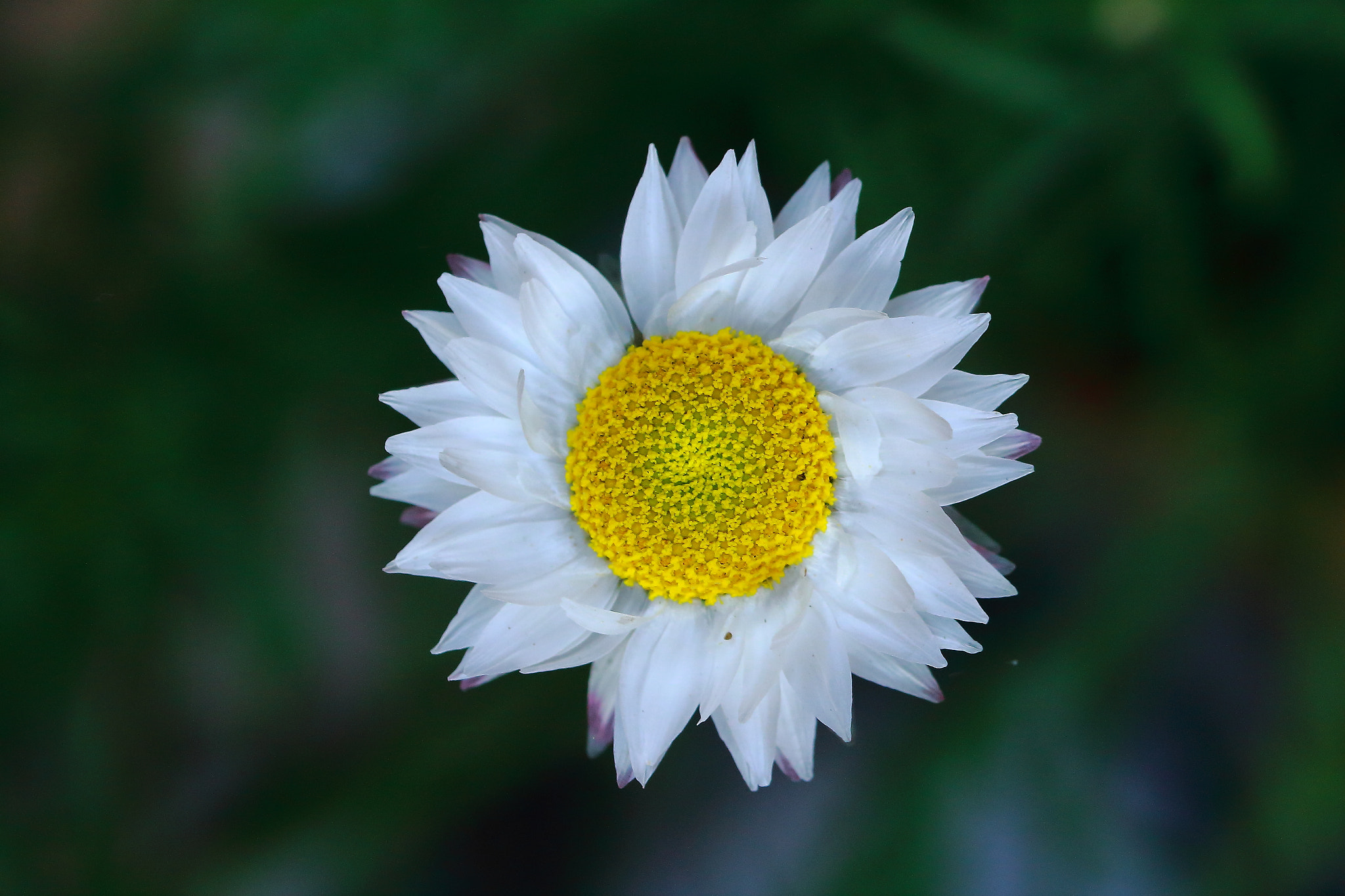 Canon EF 100mm F2.8L Macro IS USM sample photo. Symmetry of white & yellow photography