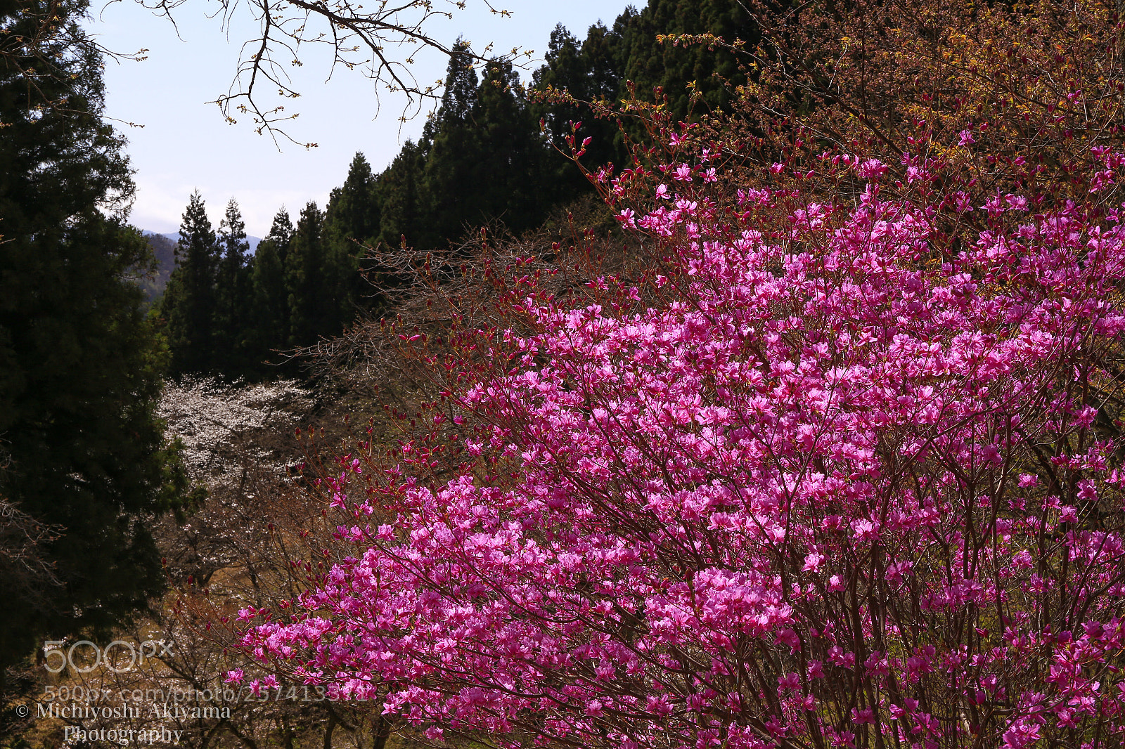 Canon EOS 6D sample photo. Azalea blooms. photography