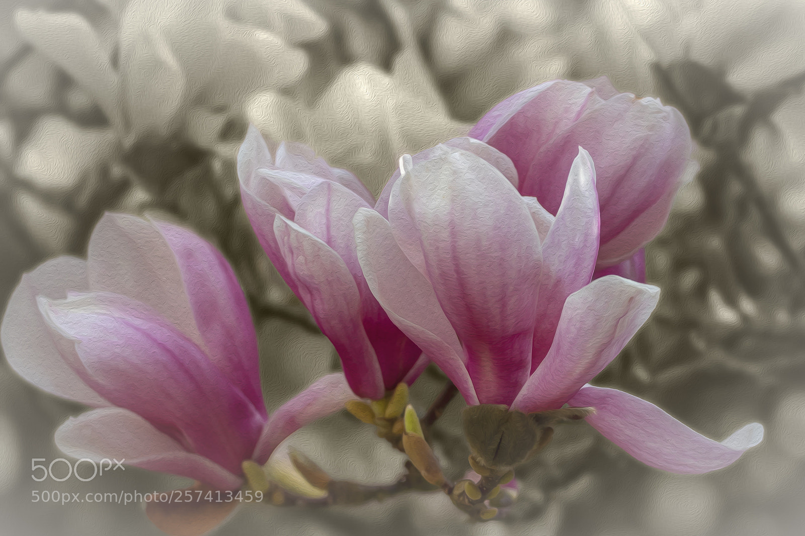 Canon EOS 7D Mark II sample photo. Magnolia photography