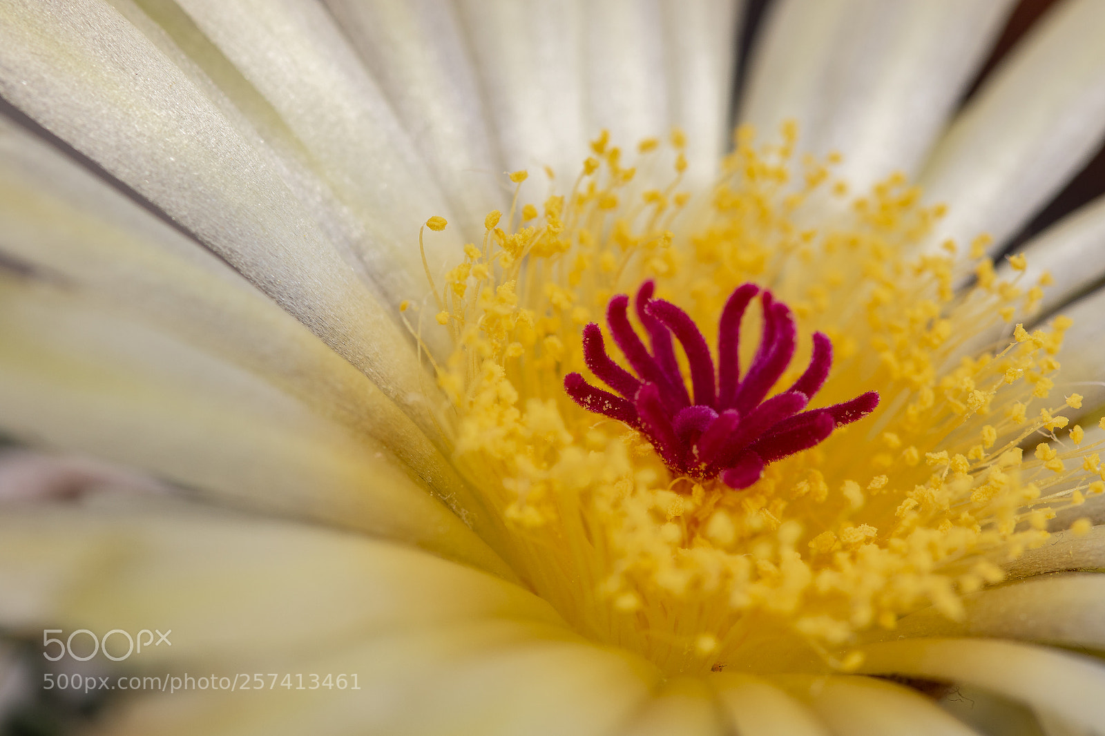 Canon EOS 7D Mark II sample photo. Parodia buiningii photography