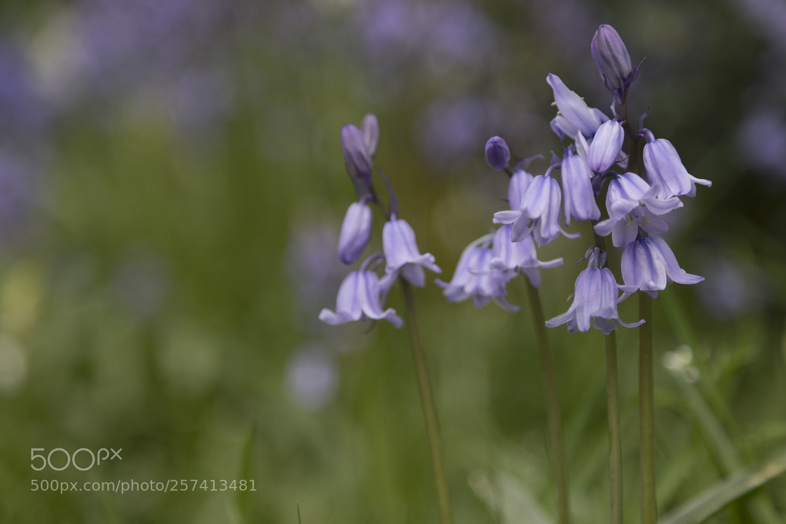 Canon EOS 6D Mark II sample photo. Bluebells photography