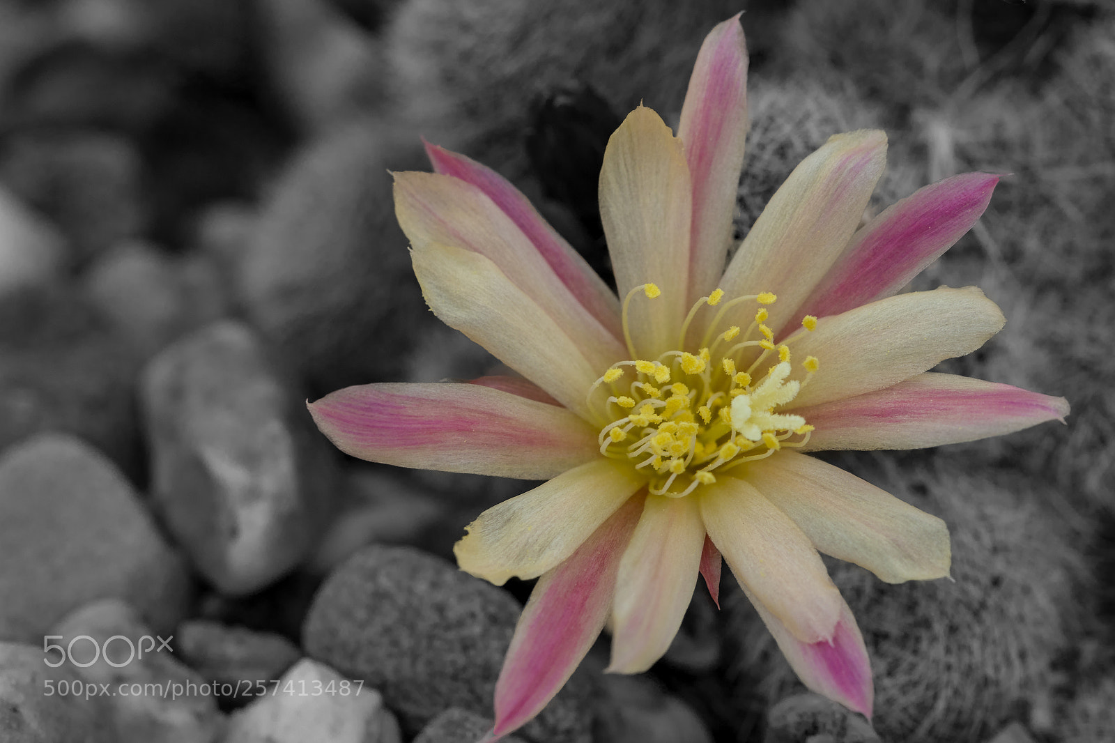 Canon EOS 7D Mark II sample photo. Rebutia heliosa photography