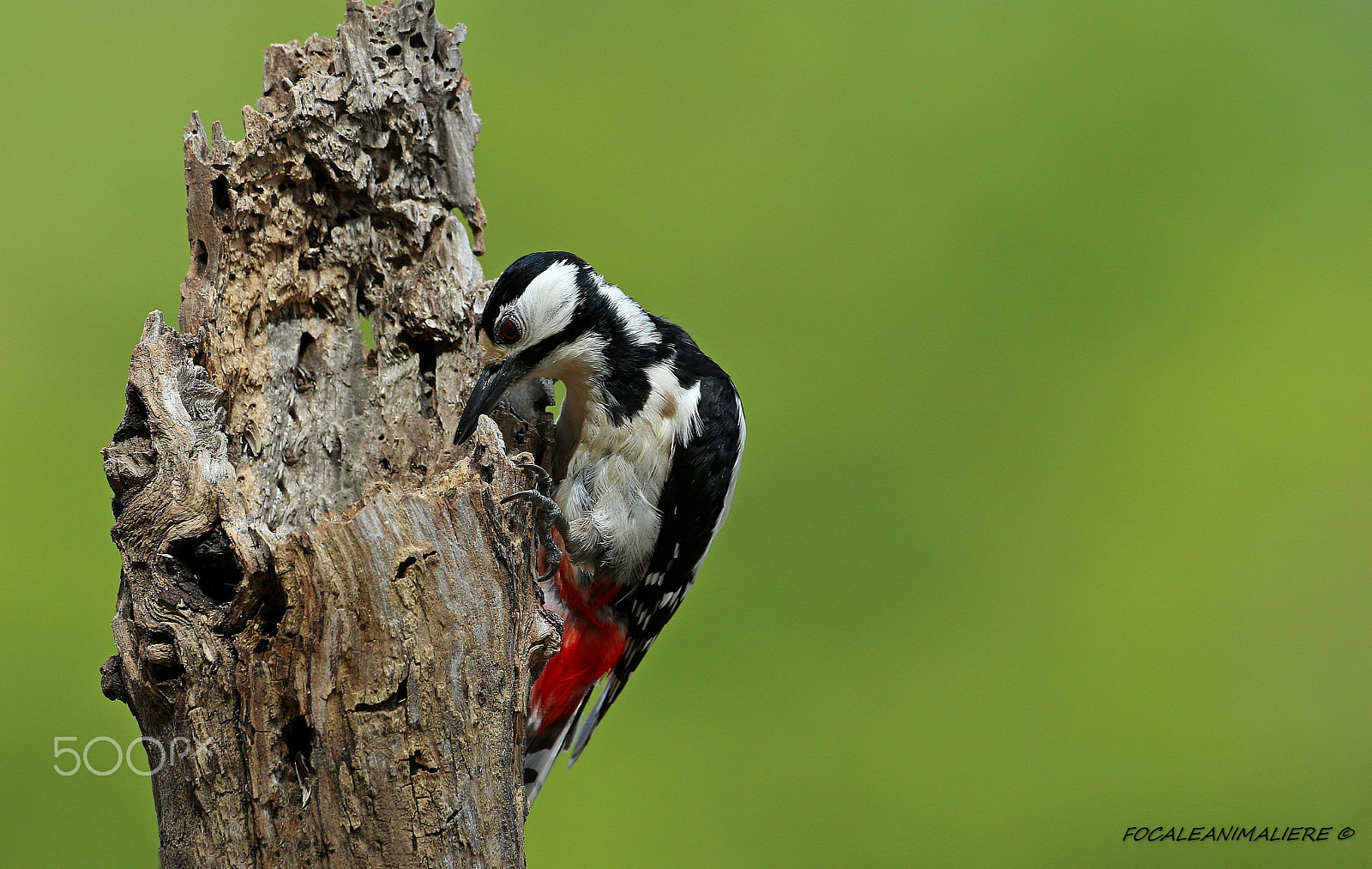 Canon EF 500mm F4L IS USM sample photo. Focaleanimaliere © photography