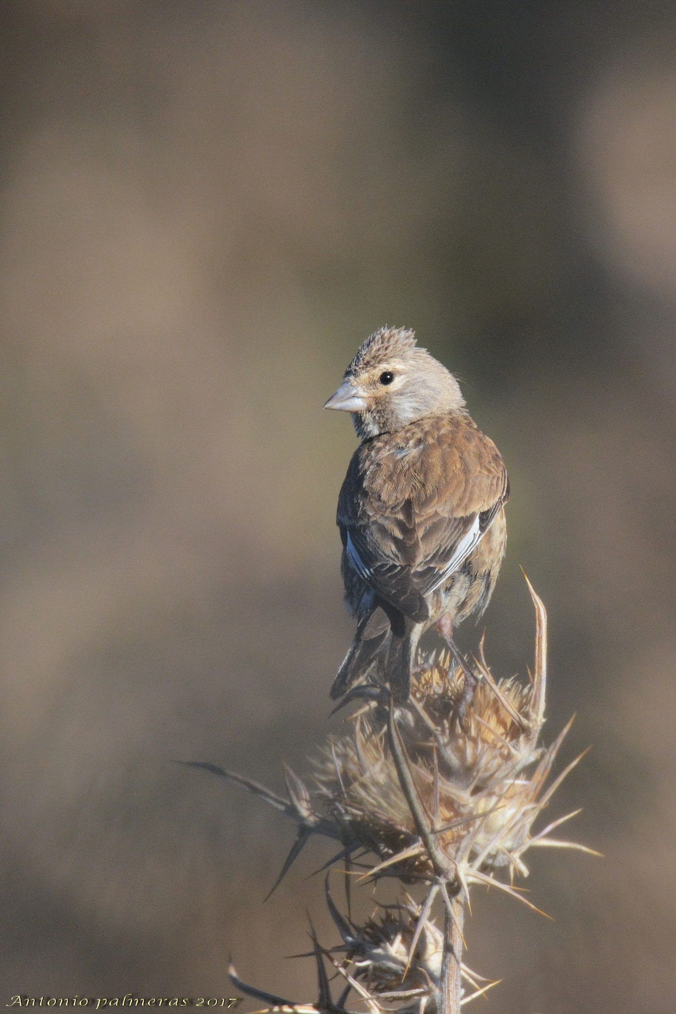 Sigma 150-600mm F5-6.3 DG OS HSM | S sample photo. Pardillo común (carduelis cannabina) photography