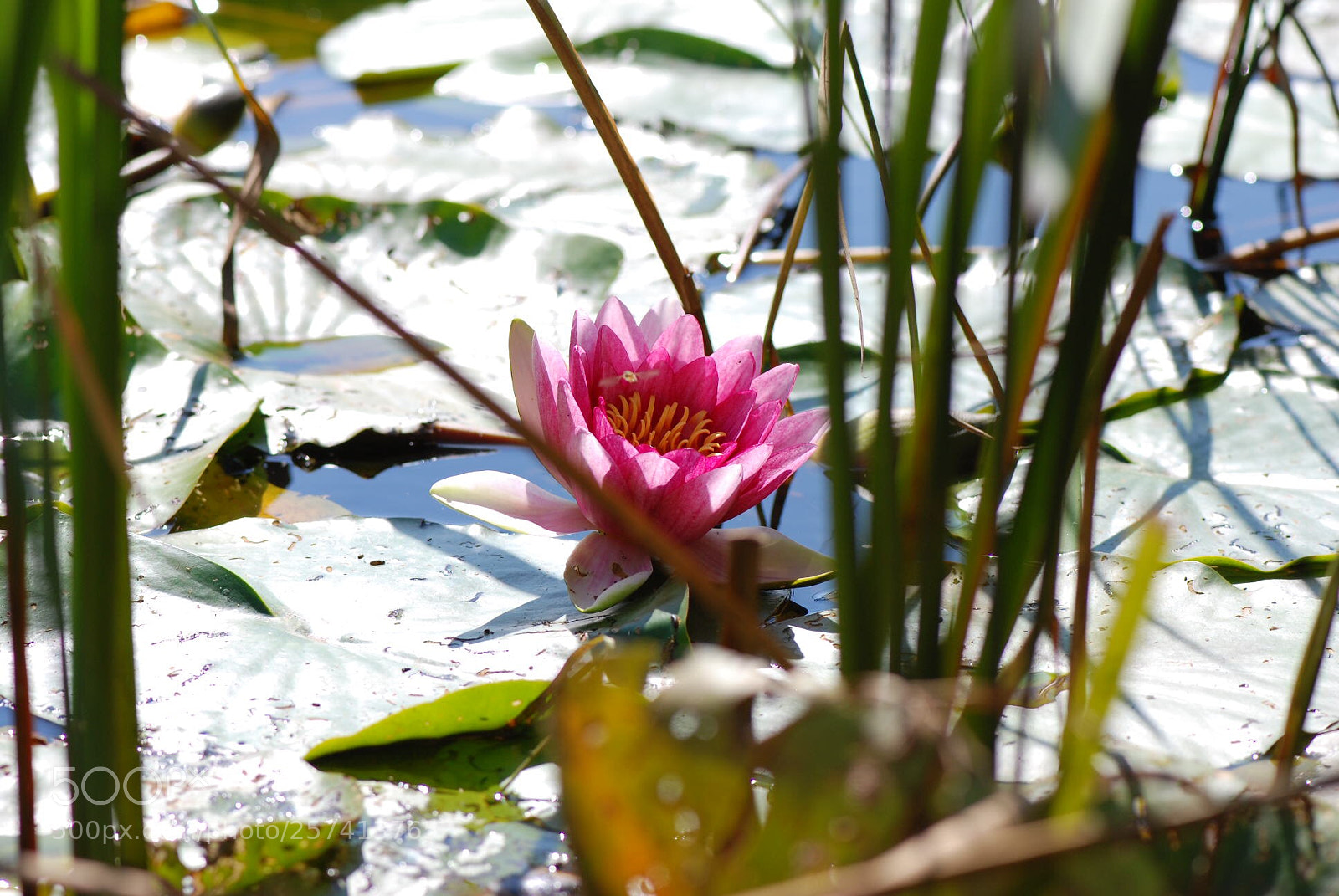 Nikon D80 sample photo. Dans les roseaux photography