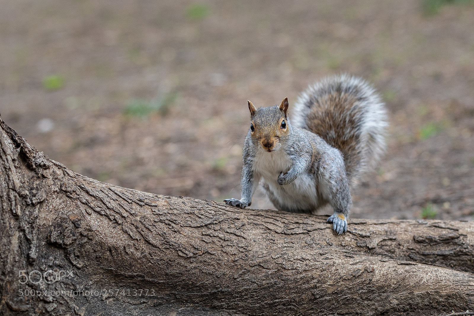 Canon EOS 5D Mark IV sample photo. Squirrel photography
