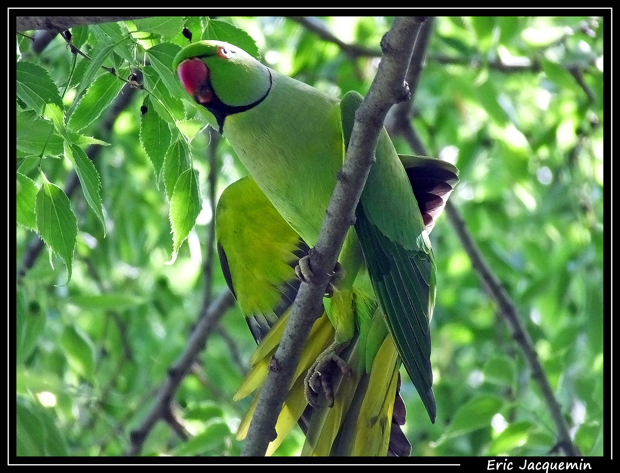 Fujifilm FinePix HS50 EXR sample photo. Rose-ringed parakeet photography