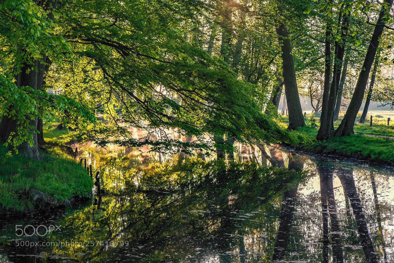 Canon EOS 6D sample photo. Backlit green photography