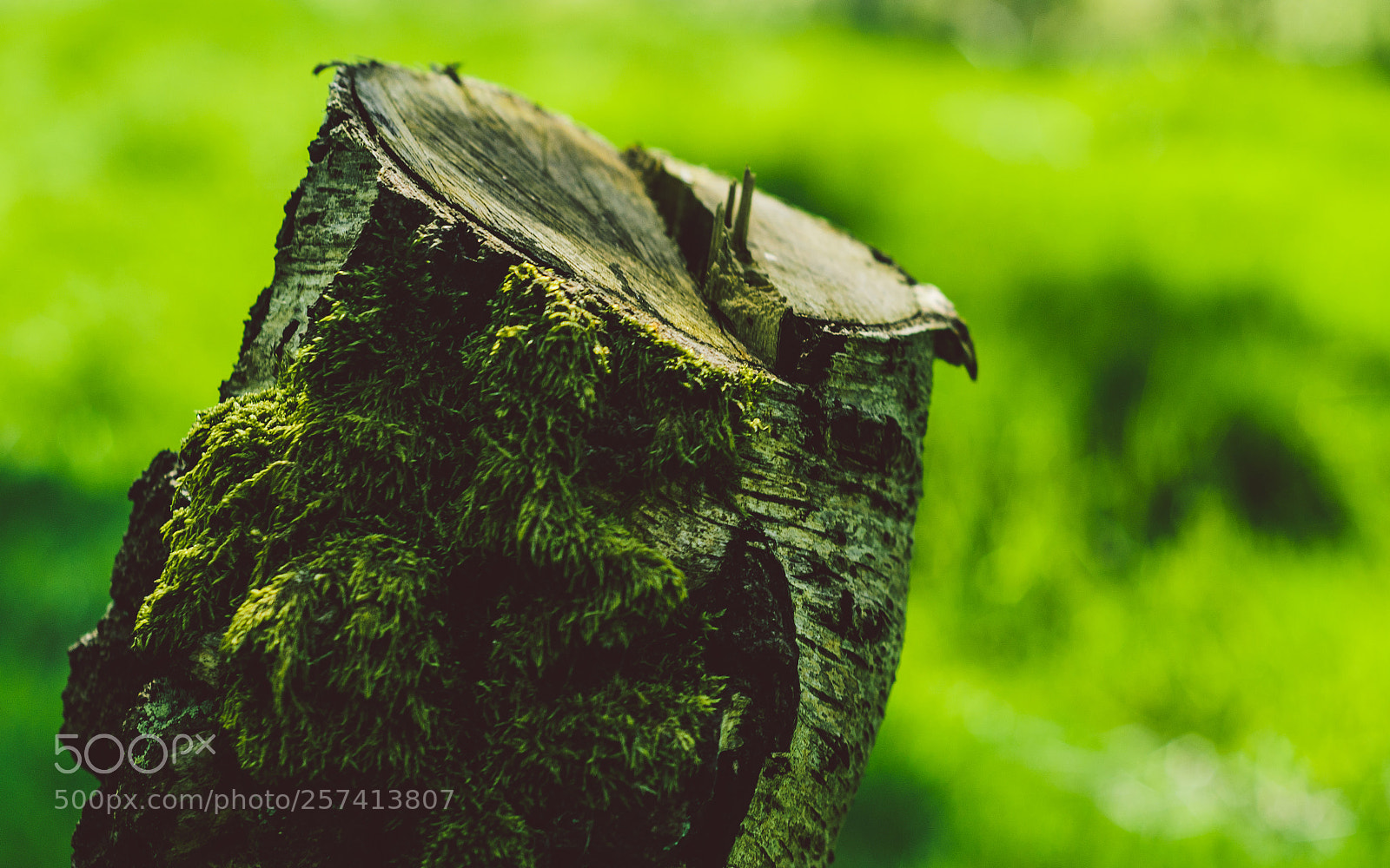 Nikon D7000 sample photo. Froggatt woods, padley gorge photography