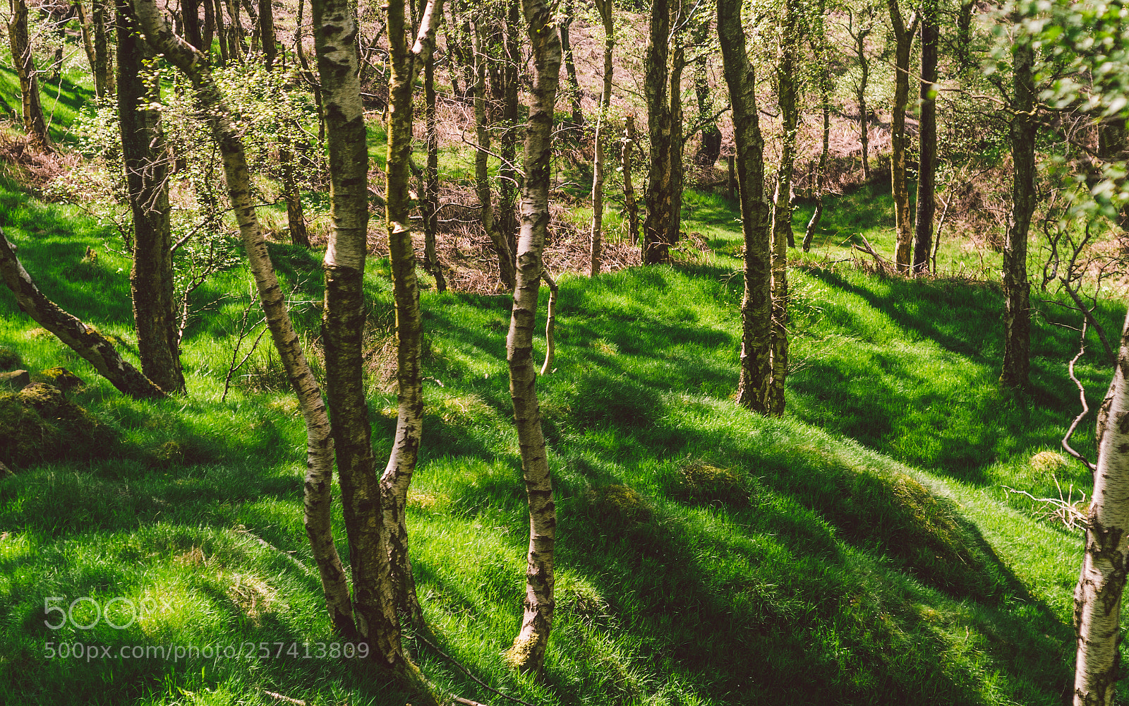 Nikon D7000 sample photo. Froggatt woods, padley gorge photography