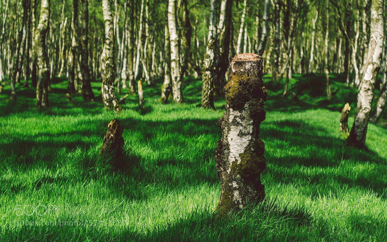 Nikon D7000 sample photo. Froggatt woods, padley gorge photography