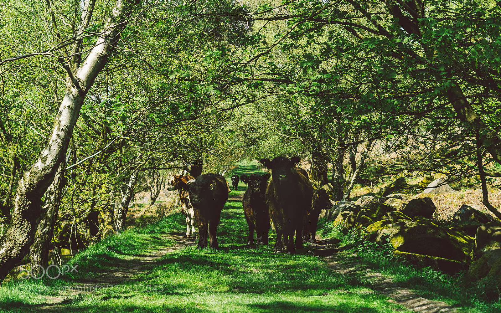 Nikon D7000 sample photo. Froggatt woods, padley gorge photography