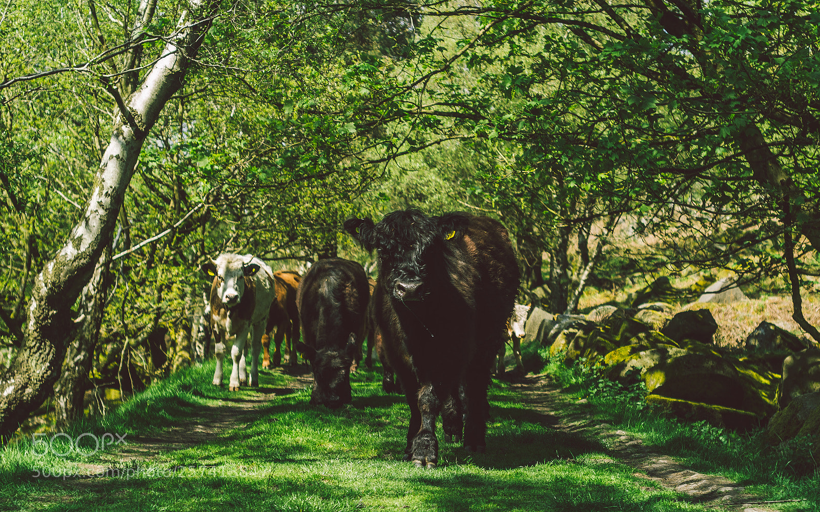 Nikon D7000 sample photo. Froggatt woods, padley gorge photography