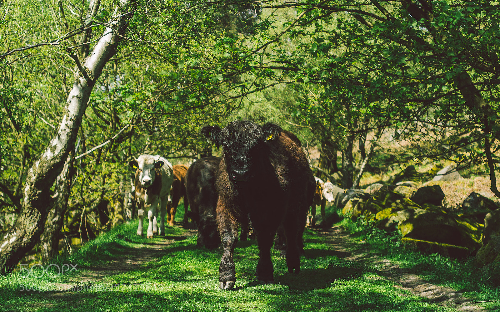 Nikon D7000 sample photo. Froggatt woods, padley gorge photography