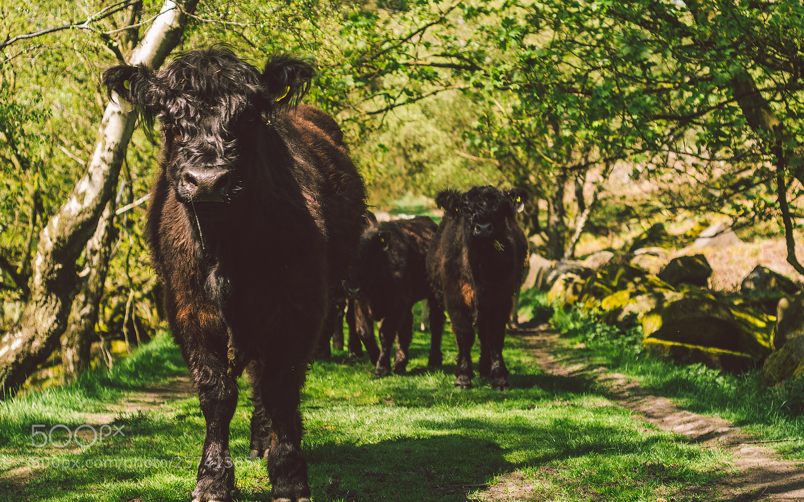 Nikon D7000 sample photo. Froggatt woods, padley gorge photography