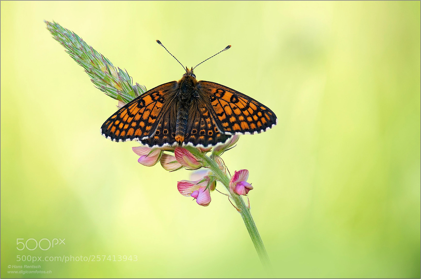 Nikon D850 sample photo. Glanville fritillary photography
