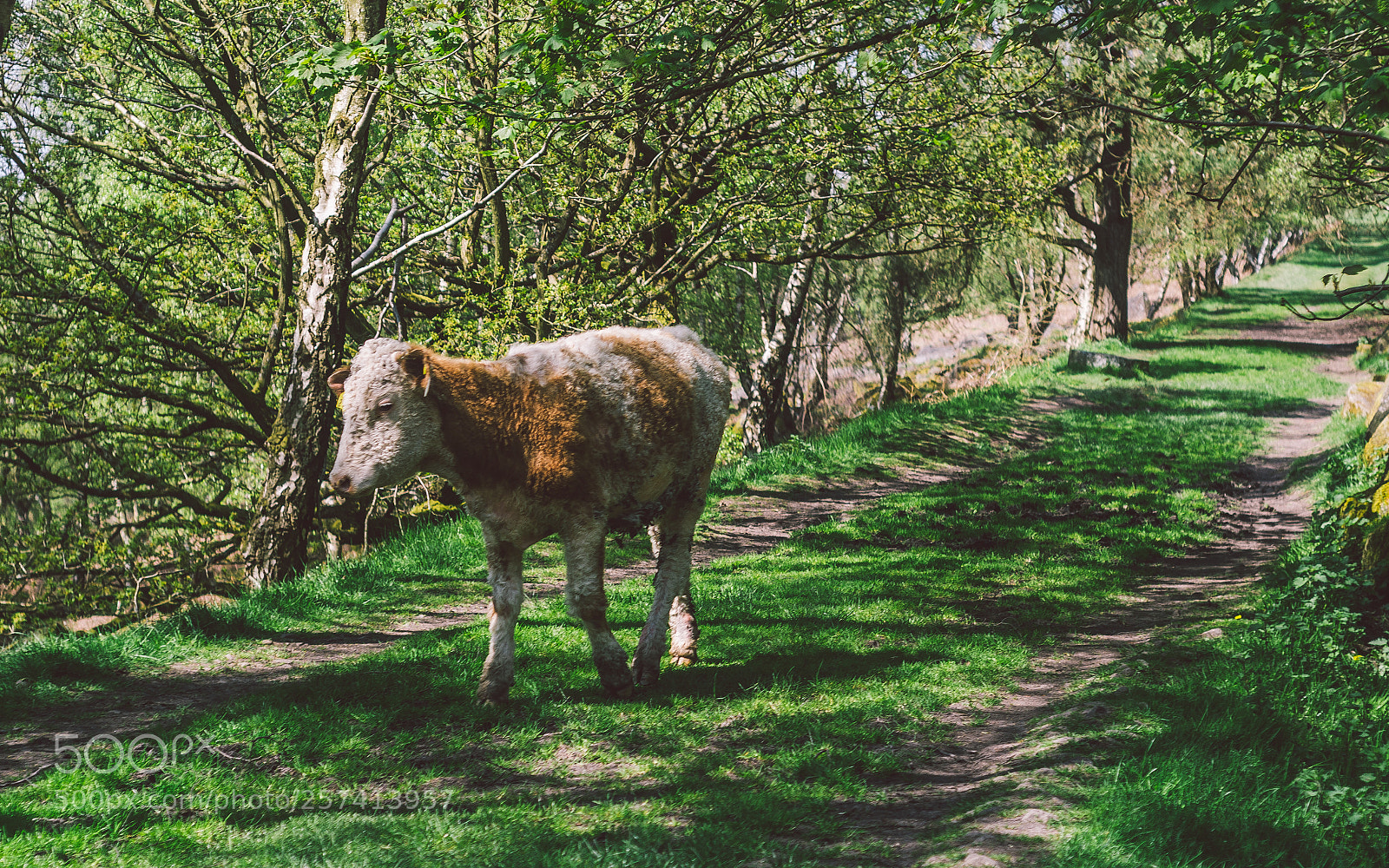 Nikon D7000 sample photo. Froggatt woods, padley gorge photography