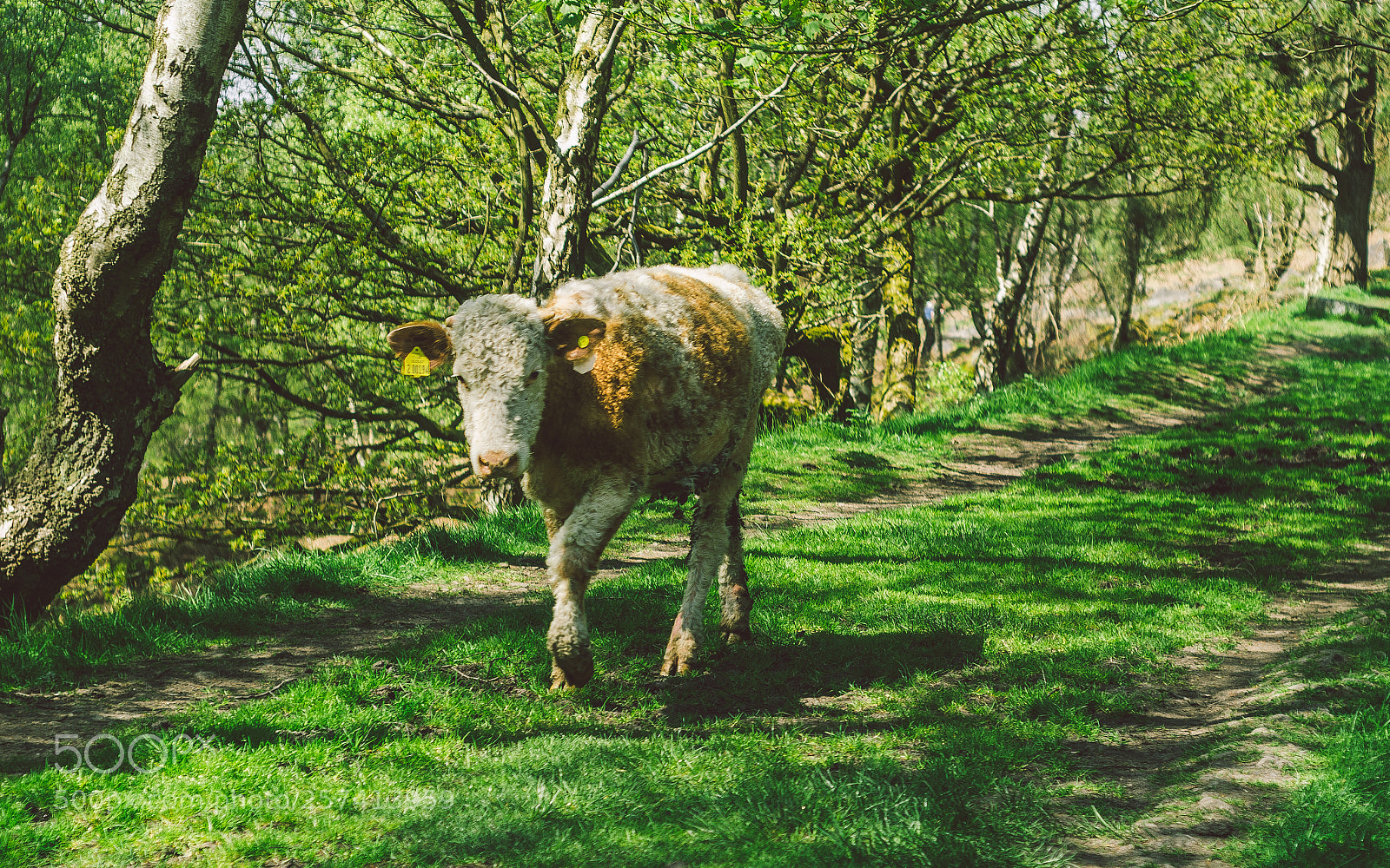 Nikon D7000 sample photo. Froggatt woods, padley gorge photography