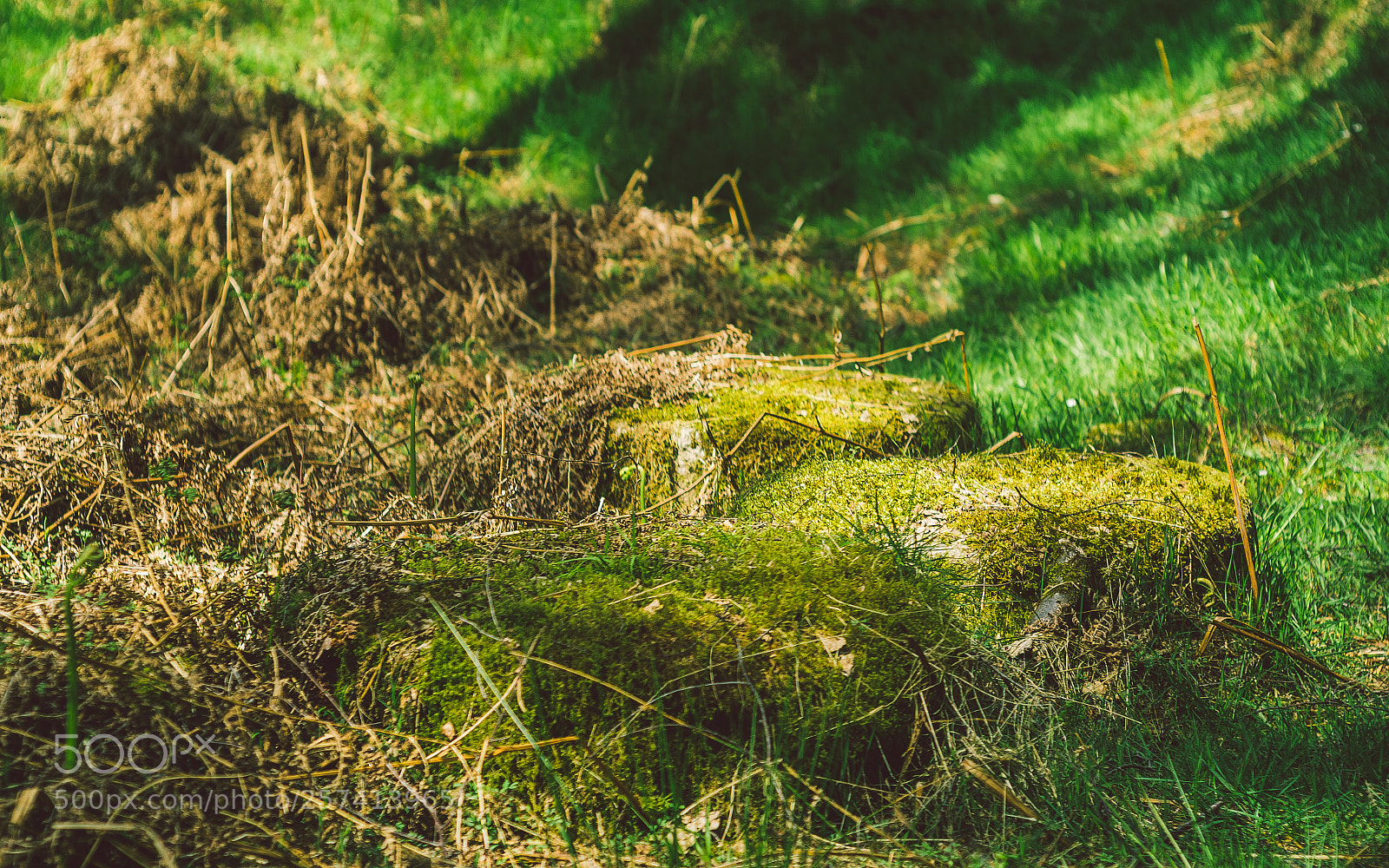 Nikon D7000 sample photo. Froggatt woods, padley gorge photography