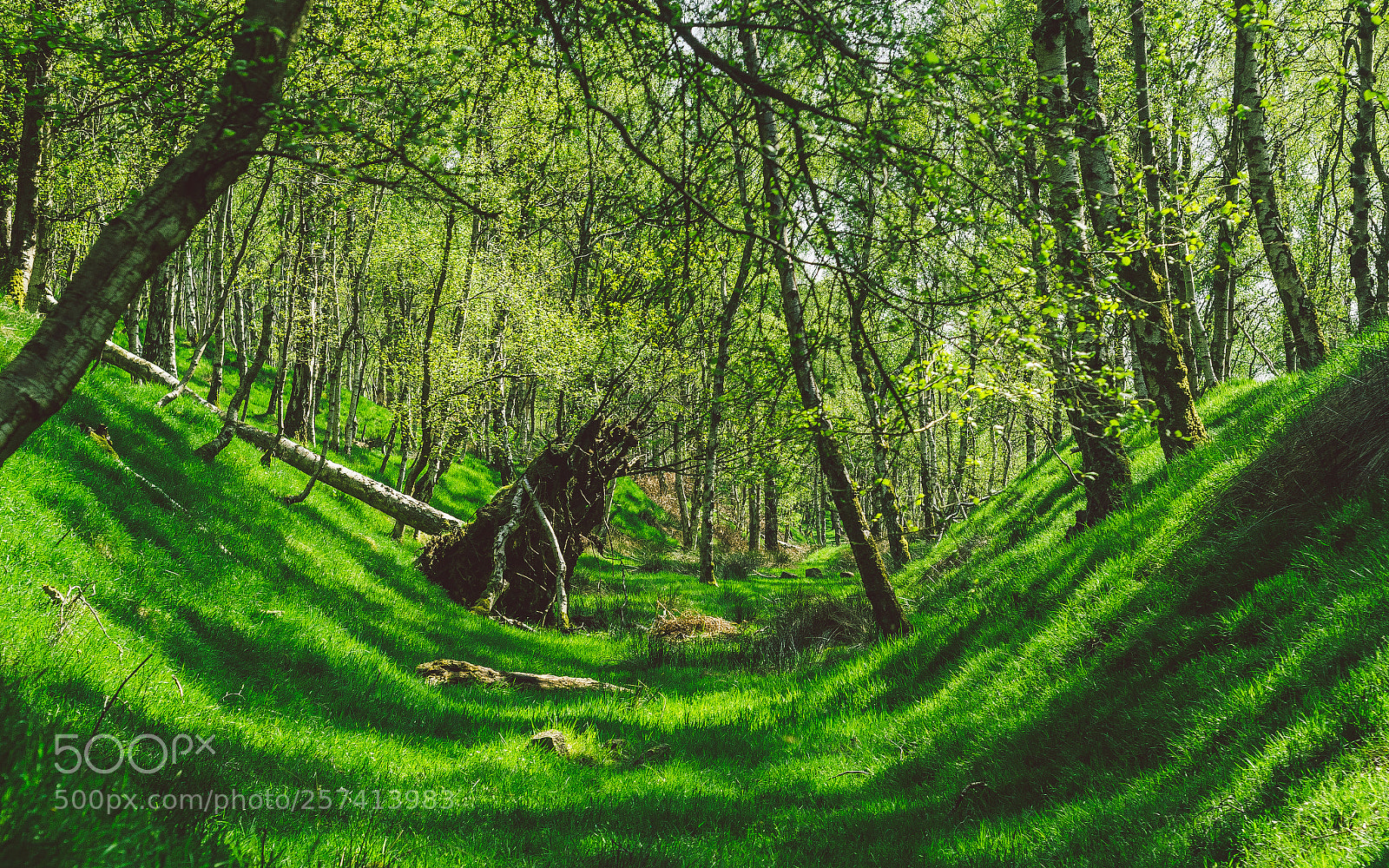 Nikon D7000 sample photo. Froggatt woods, padley gorge photography