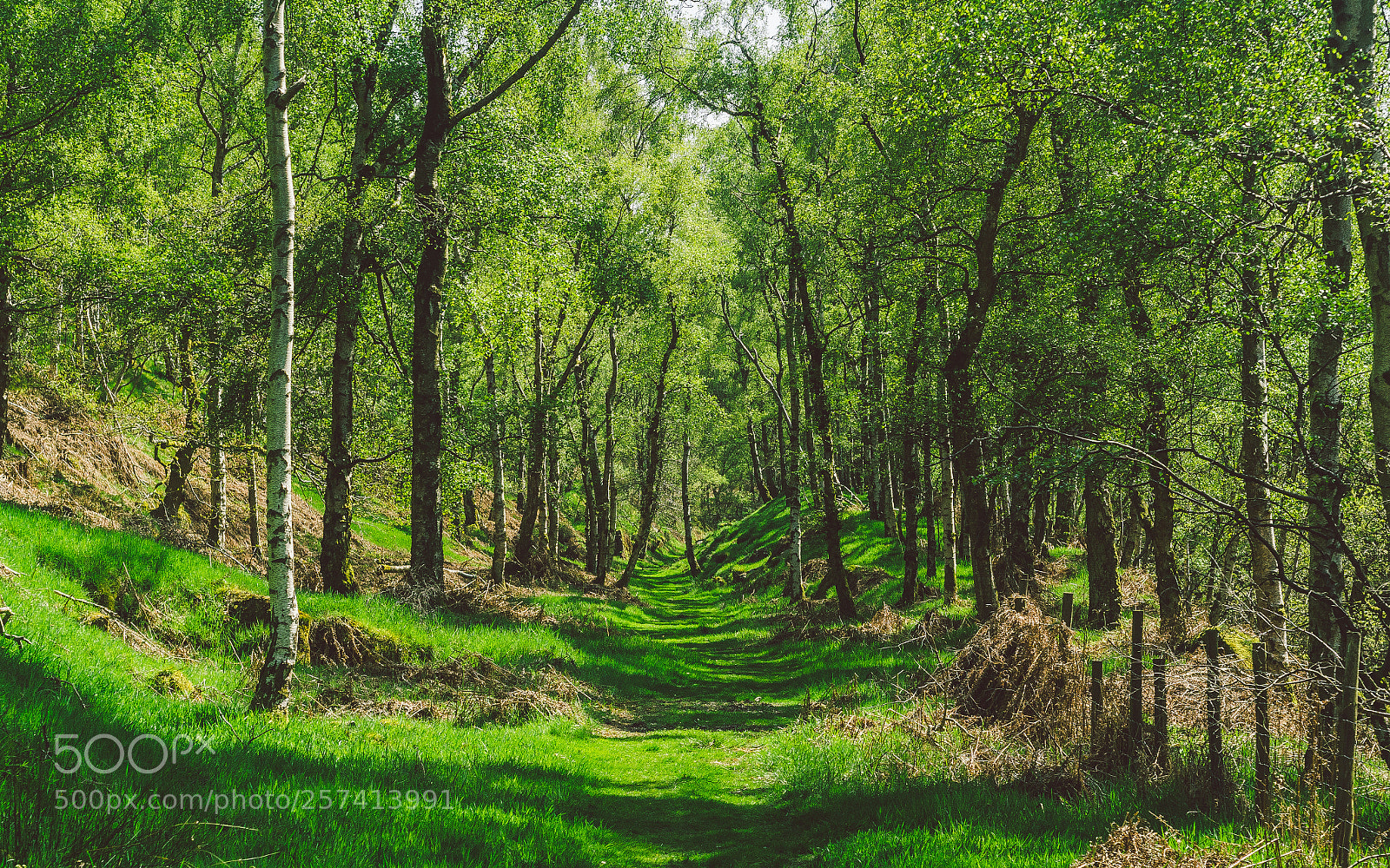 Nikon D7000 sample photo. Froggatt woods, padley gorge photography
