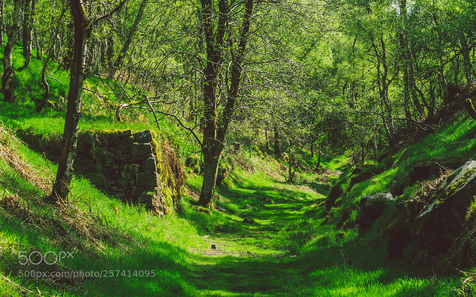 Nikon D7000 sample photo. Froggatt woods, padley gorge photography