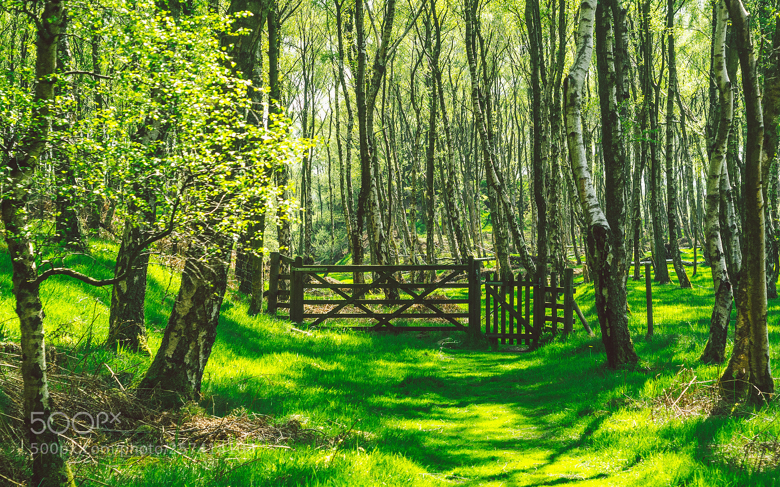 Nikon D7000 sample photo. Froggatt woods, padley gorge photography