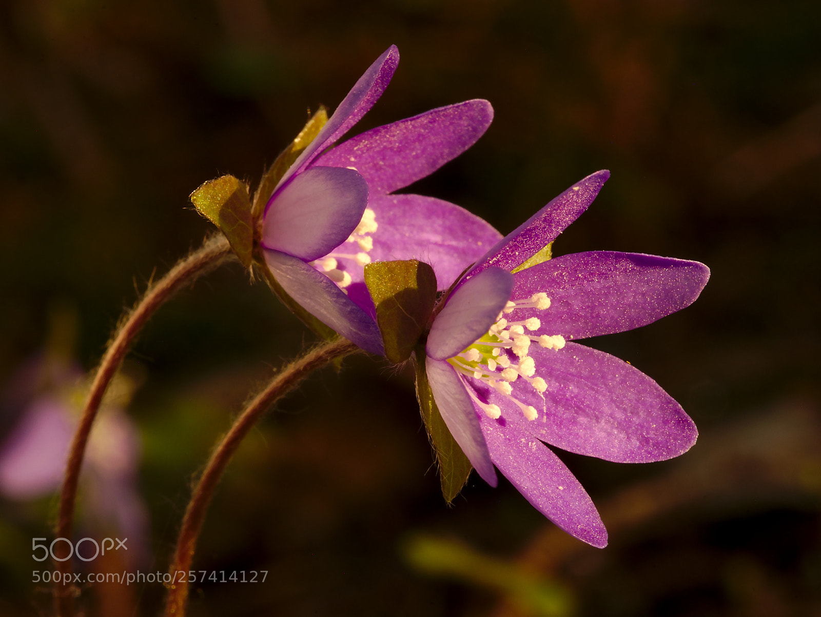Panasonic Lumix DMC-GX7 sample photo. Anemone hepatica photography