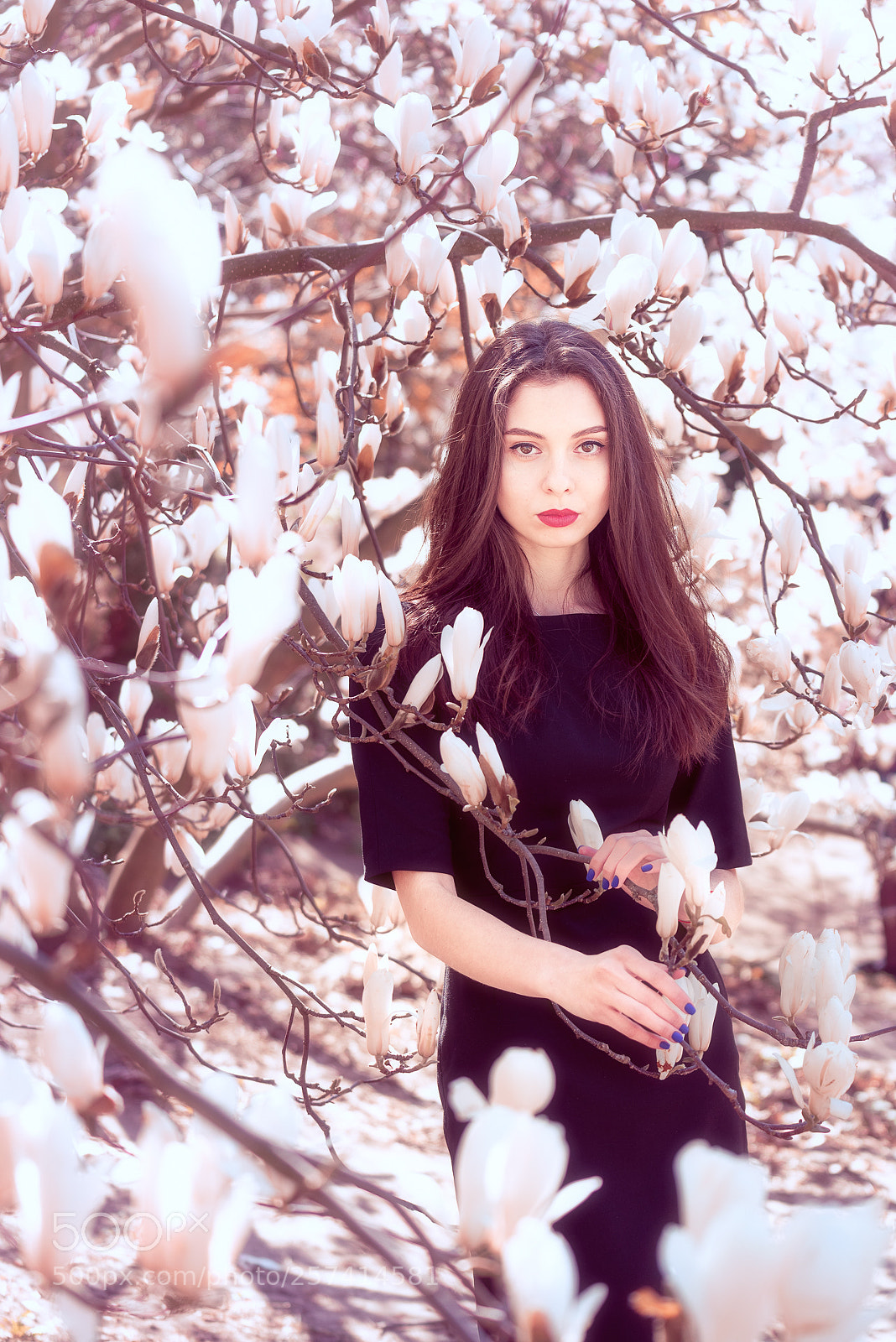 Nikon D750 sample photo. Magnolias photography