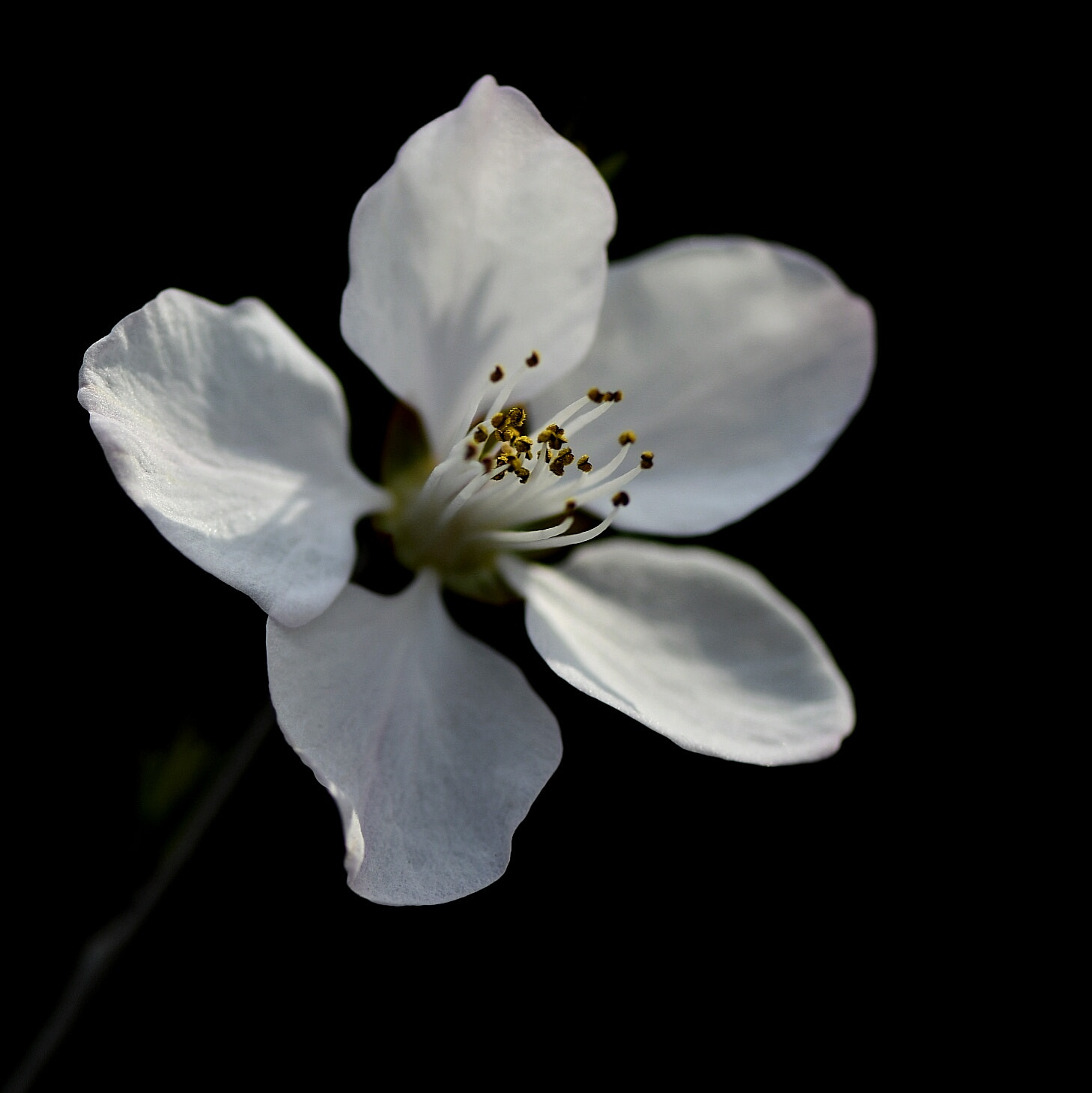 Nikon AF-S Micro-Nikkor 105mm F2.8G IF-ED VR sample photo. Apricot flower photography