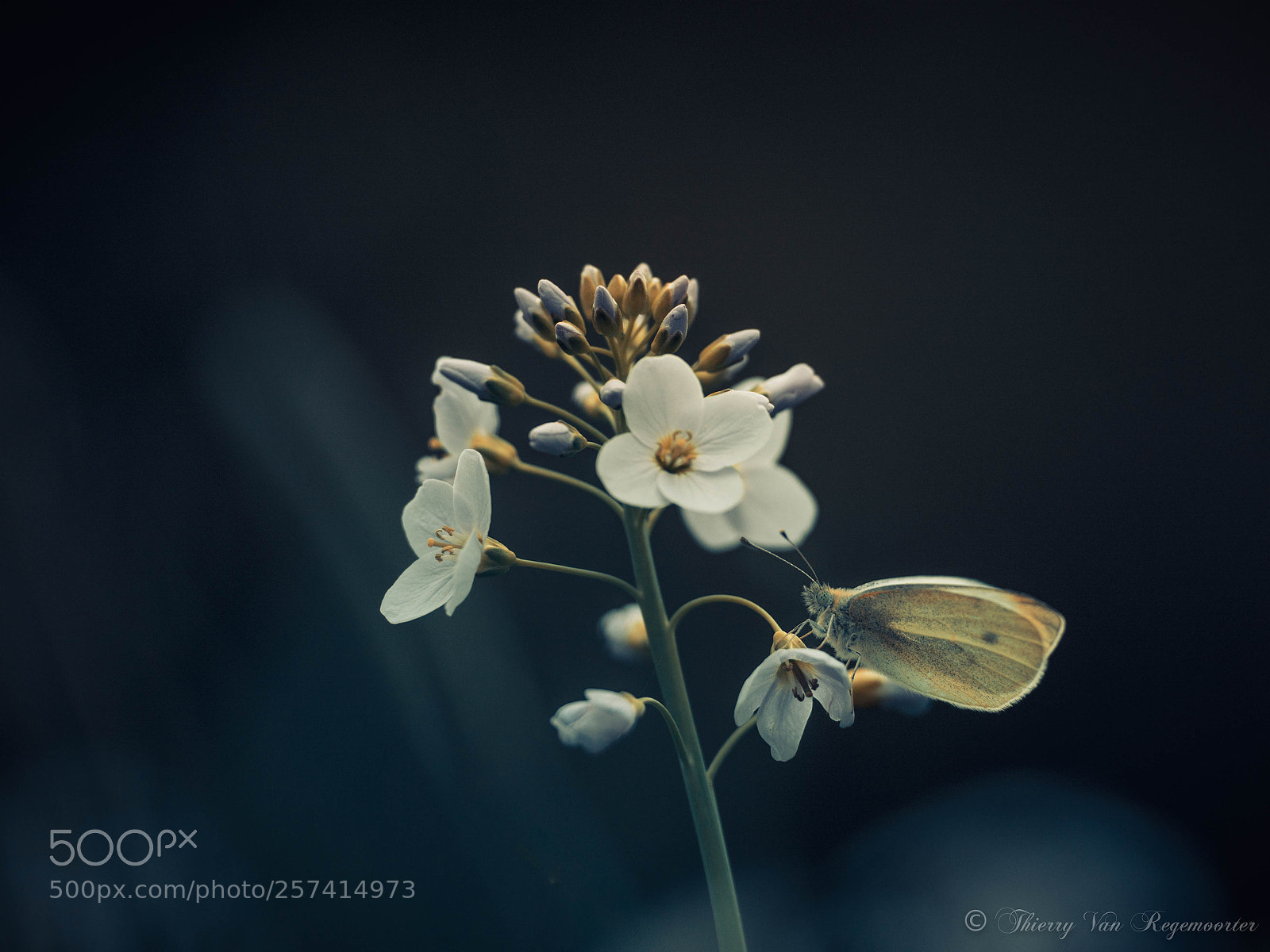 Nikon D7100 sample photo. Papillons photography