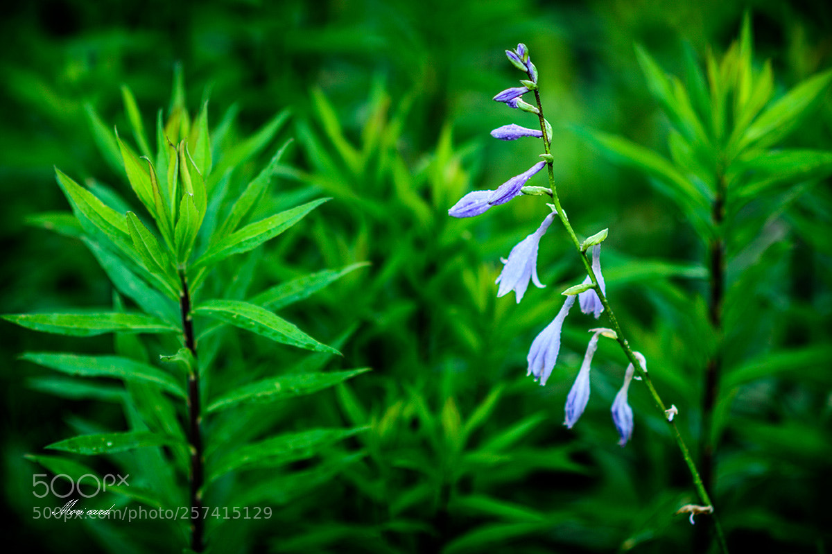 Nikon D750 sample photo. 3.jpg photography