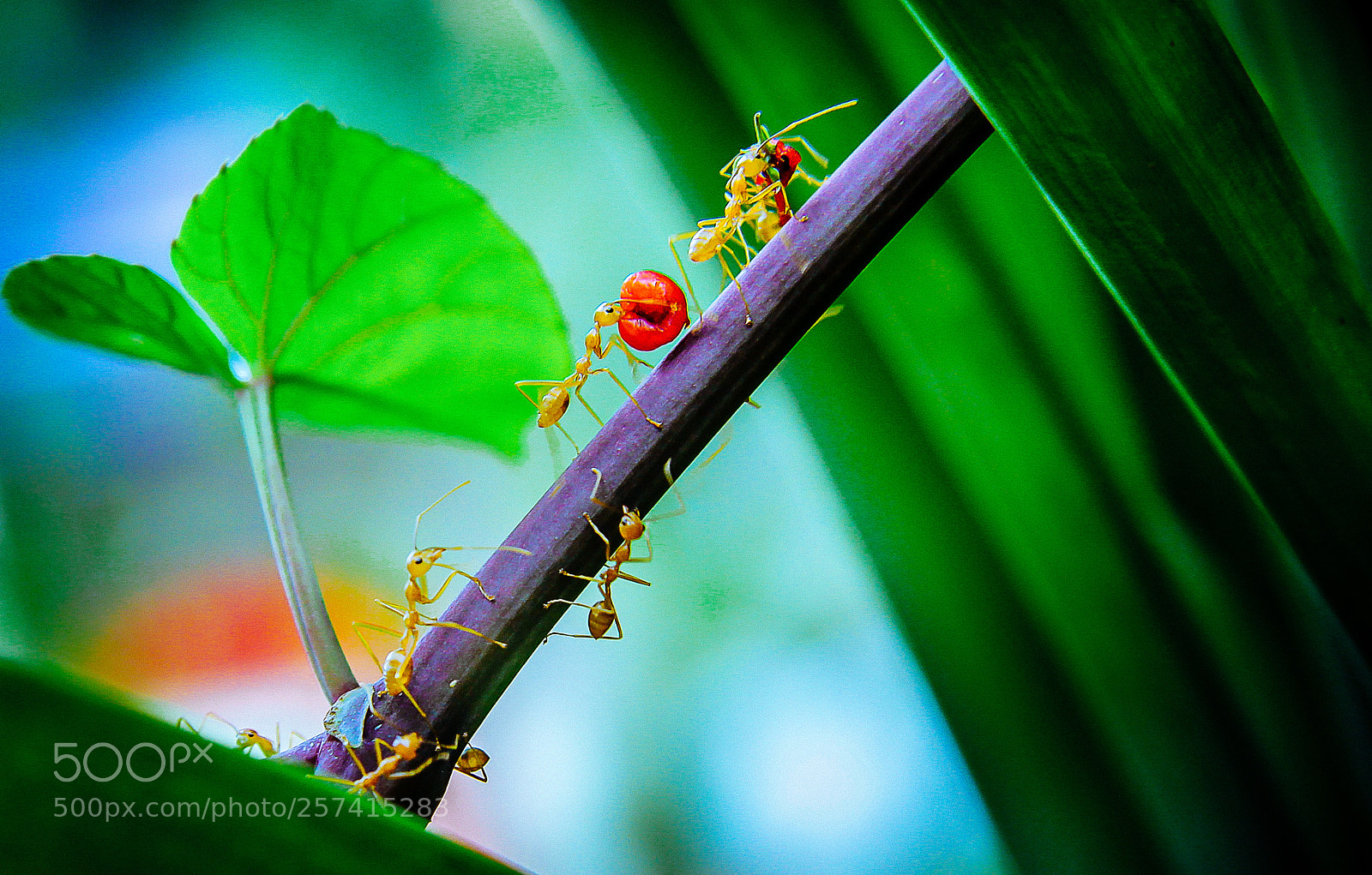 Canon EOS 60D sample photo. Ants at work photography