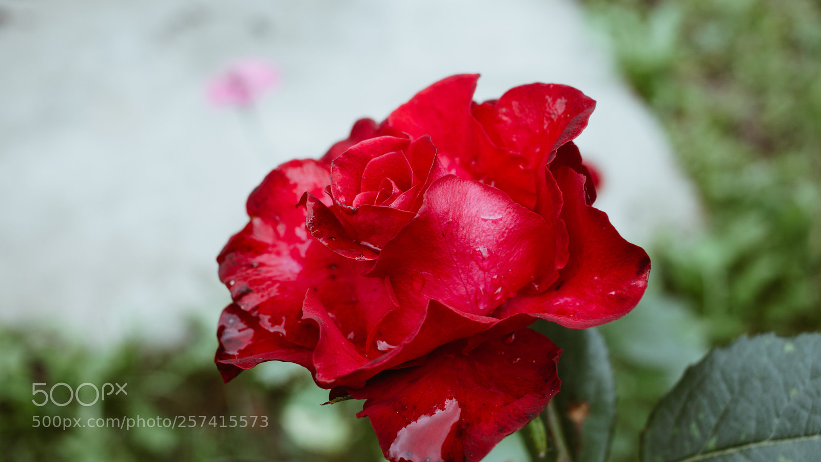Canon EOS 760D (EOS Rebel T6s / EOS 8000D) sample photo. Rose photography