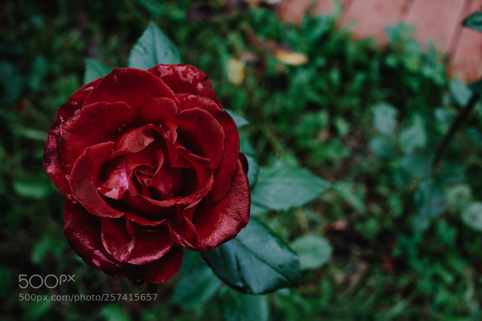 Canon EOS 760D (EOS Rebel T6s / EOS 8000D) sample photo. Rose photography