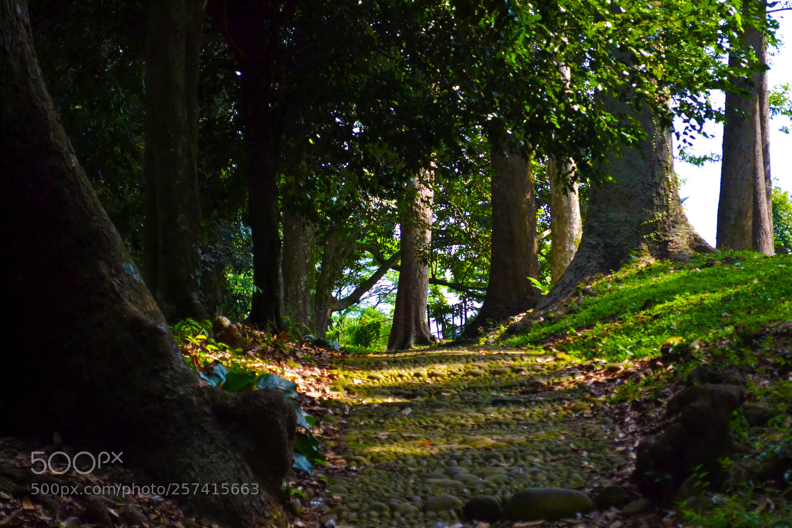 Nikon D3100 sample photo. At around bogor botanical photography