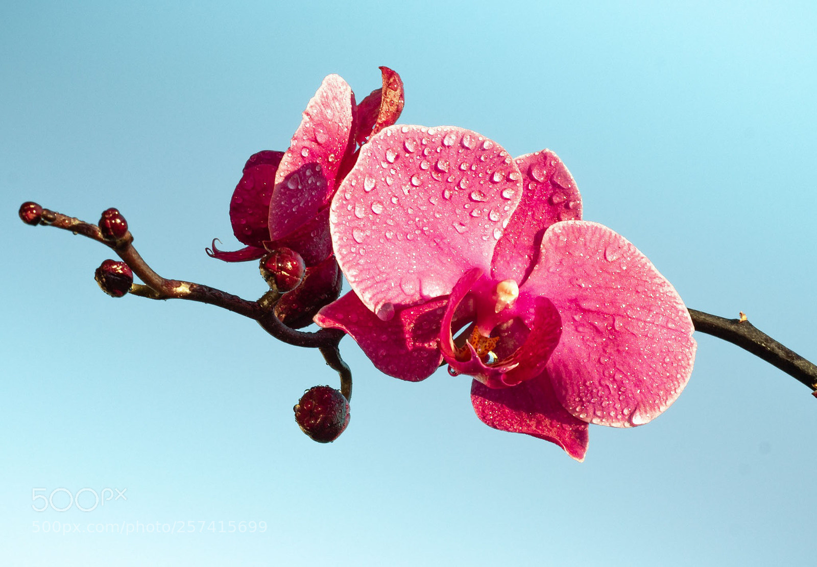 Canon EOS 600D (Rebel EOS T3i / EOS Kiss X5) sample photo. Beautyful orchid photography