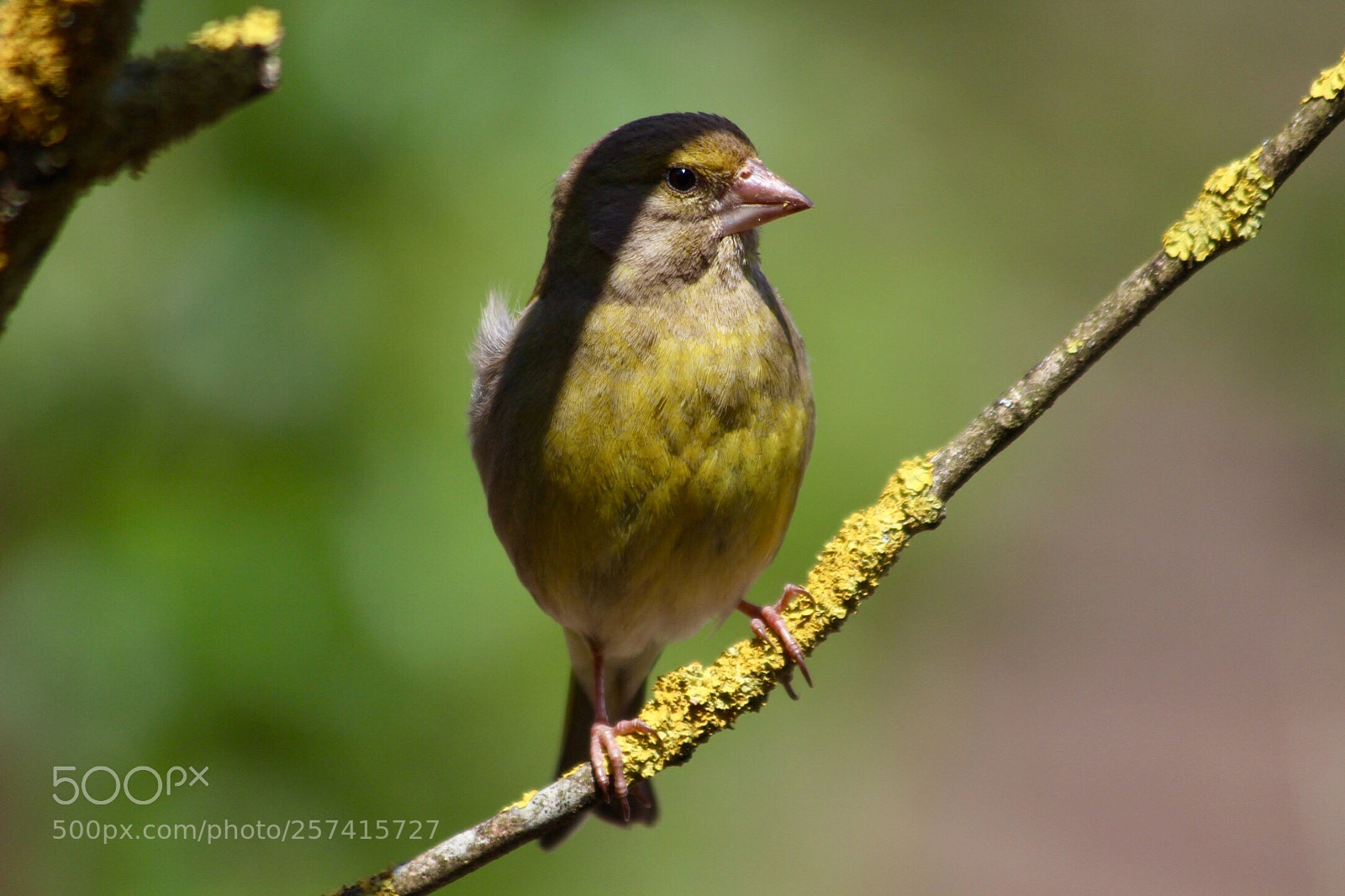 Canon EOS 700D (EOS Rebel T5i / EOS Kiss X7i) sample photo. Greenfinch  photography