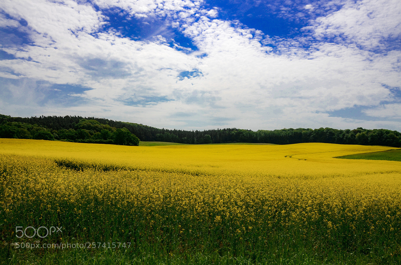 Nikon D7000 sample photo. Simple yellow 2 photography