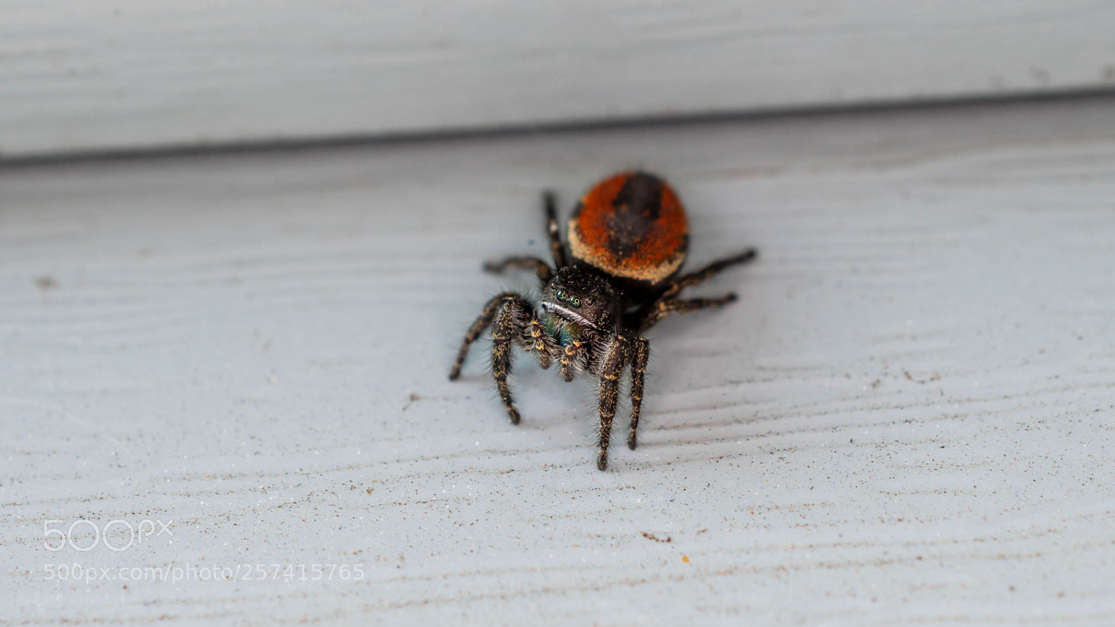 Nikon D7500 sample photo. Jumping spider photography