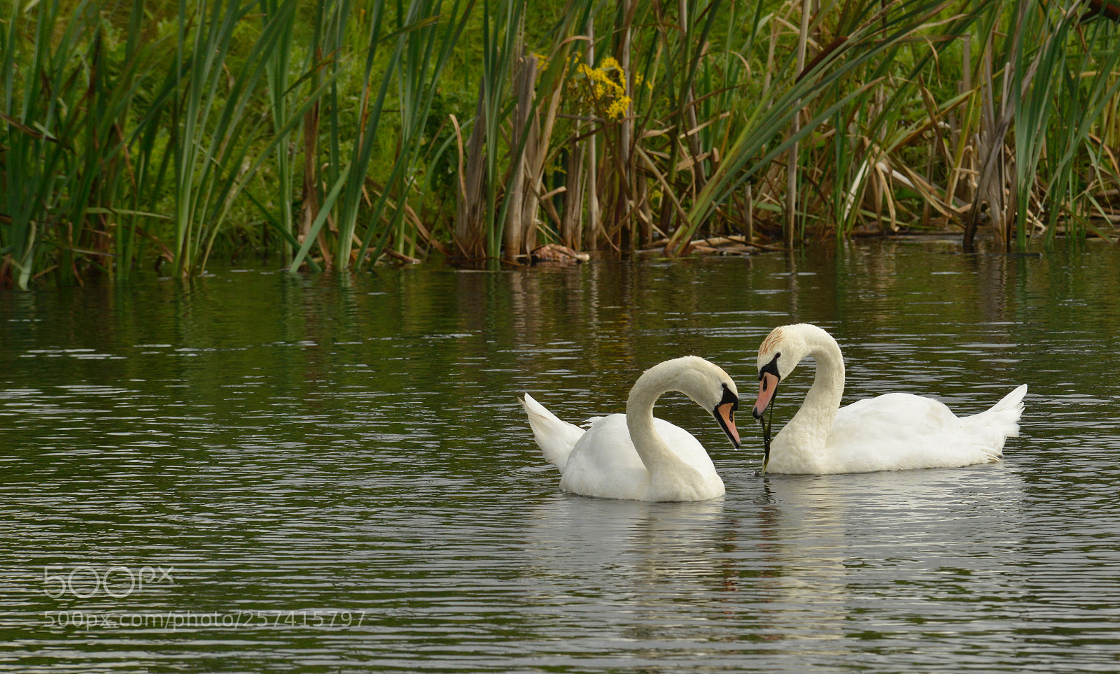 Nikon D800E sample photo. Untitled photography