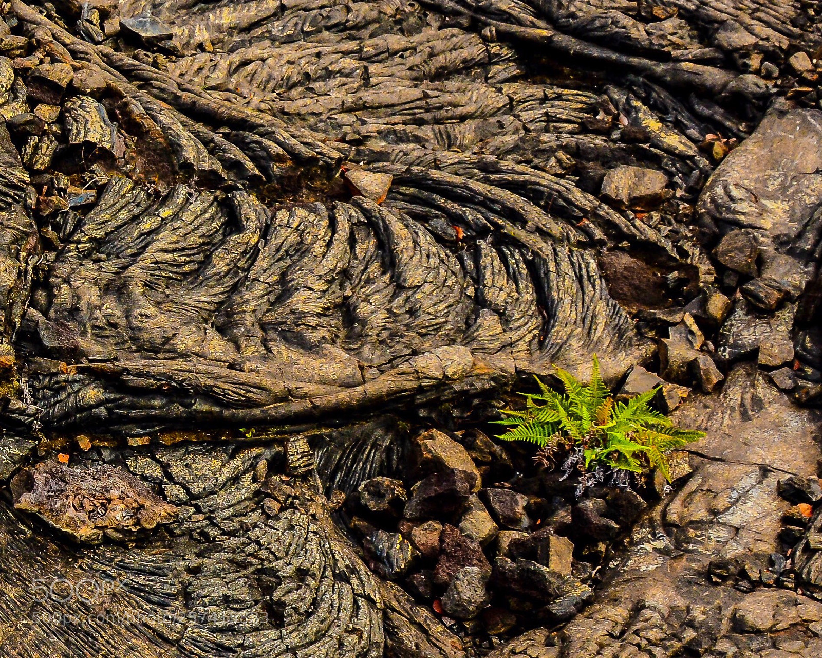 Nikon D7100 sample photo. The fern and the photography