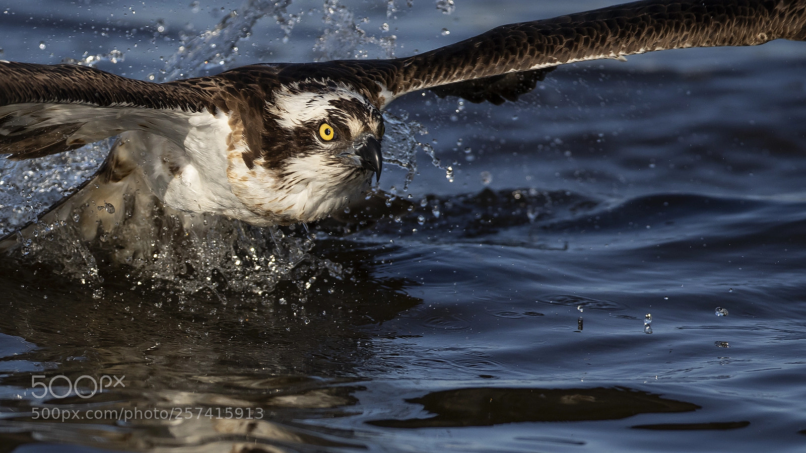 Canon EOS-1D X Mark II sample photo. Osprey fishing photography