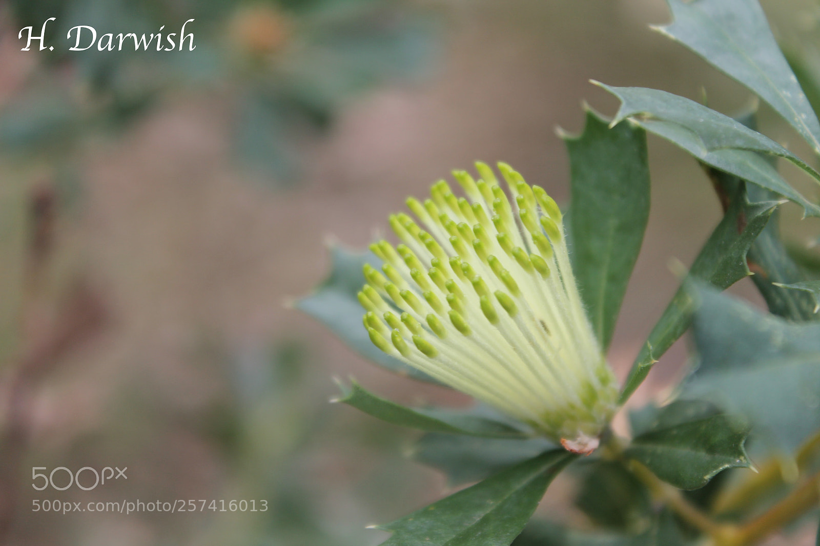 Canon EOS 1100D (EOS Rebel T3 / EOS Kiss X50) sample photo. Banksia armata. kings park photography