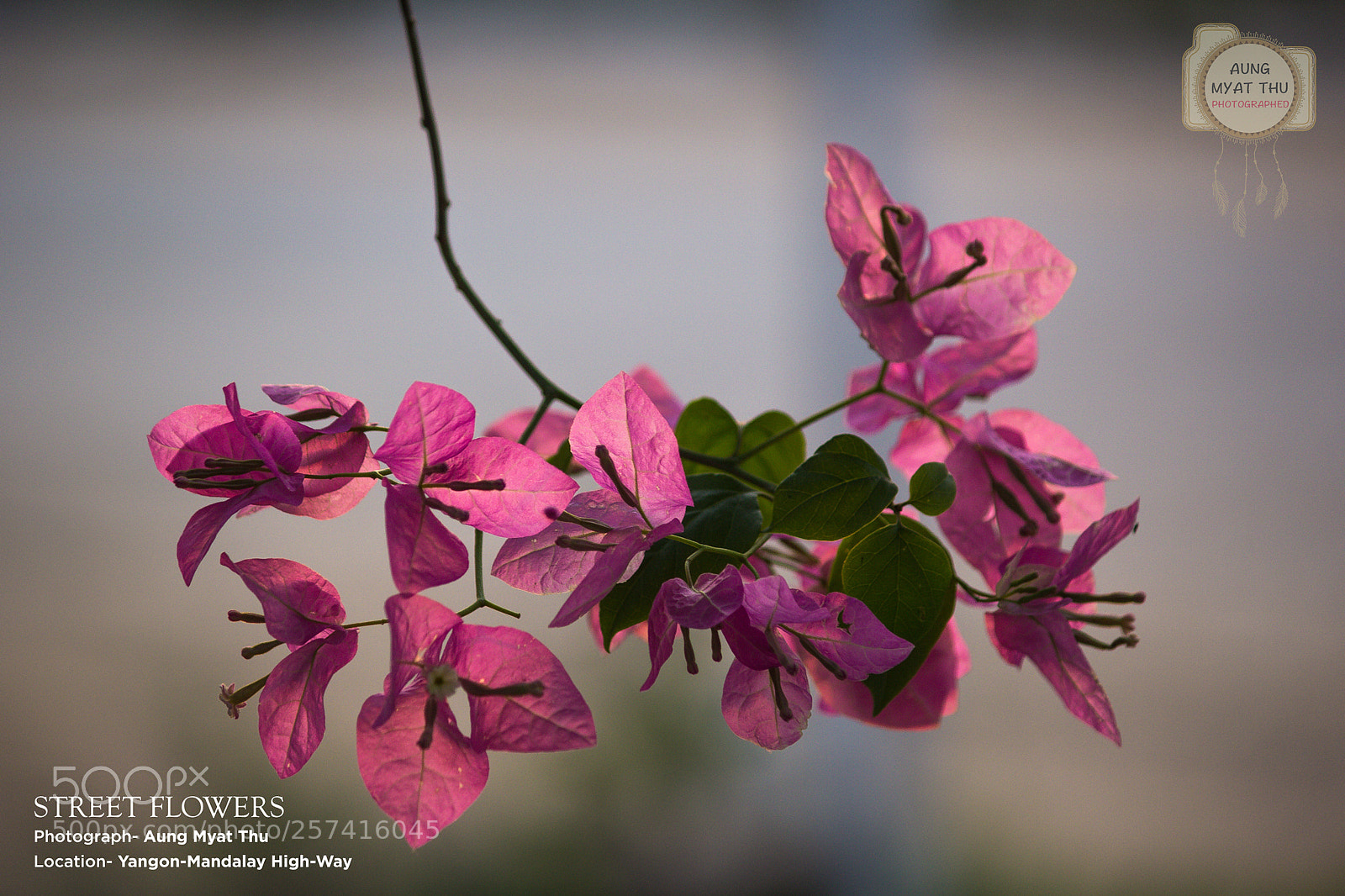 Canon EOS 60D sample photo. Beautiful flower photography