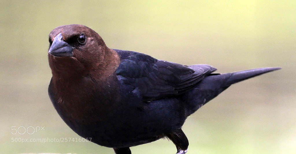 Canon EOS 5D Mark IV sample photo. A brown-headed cowbird photography