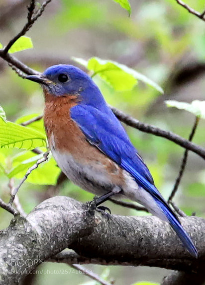 Canon EOS 5D Mark IV sample photo. An eastern bluebrid photography